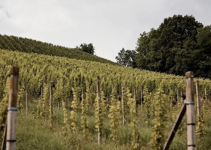 Bio Weingut Matthias Schnabl بيت ضيافة 3*